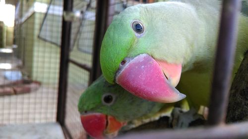 Close-up of parrots in cage