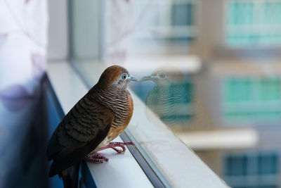 Bangkok, thailand. zebra dove - geopelia striata - on the window.