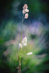 Close-up of flower blooming in sunlight