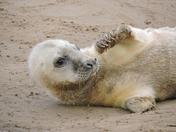 Close-up of lion relaxing on sand at beach