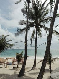 Palm trees on beach against sky