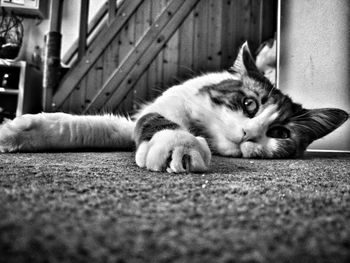 Portrait of cat resting on floor