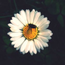 Close-up of white daisy blooming outdoors