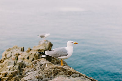 Seagull perching on rock by sea