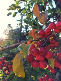 Close-up of red berries growing on tree