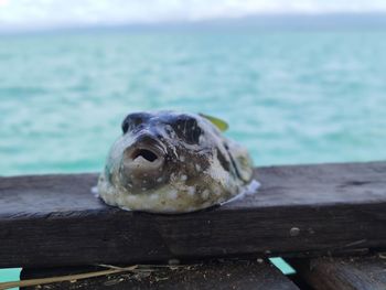 Close-up of turtle in sea