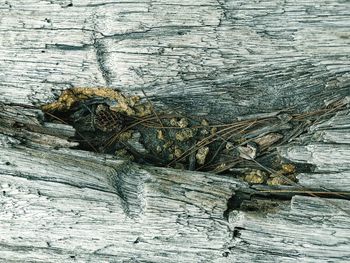 High angle view of driftwood on tree trunk