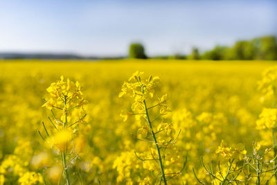 Scenic view of oilseed rape field