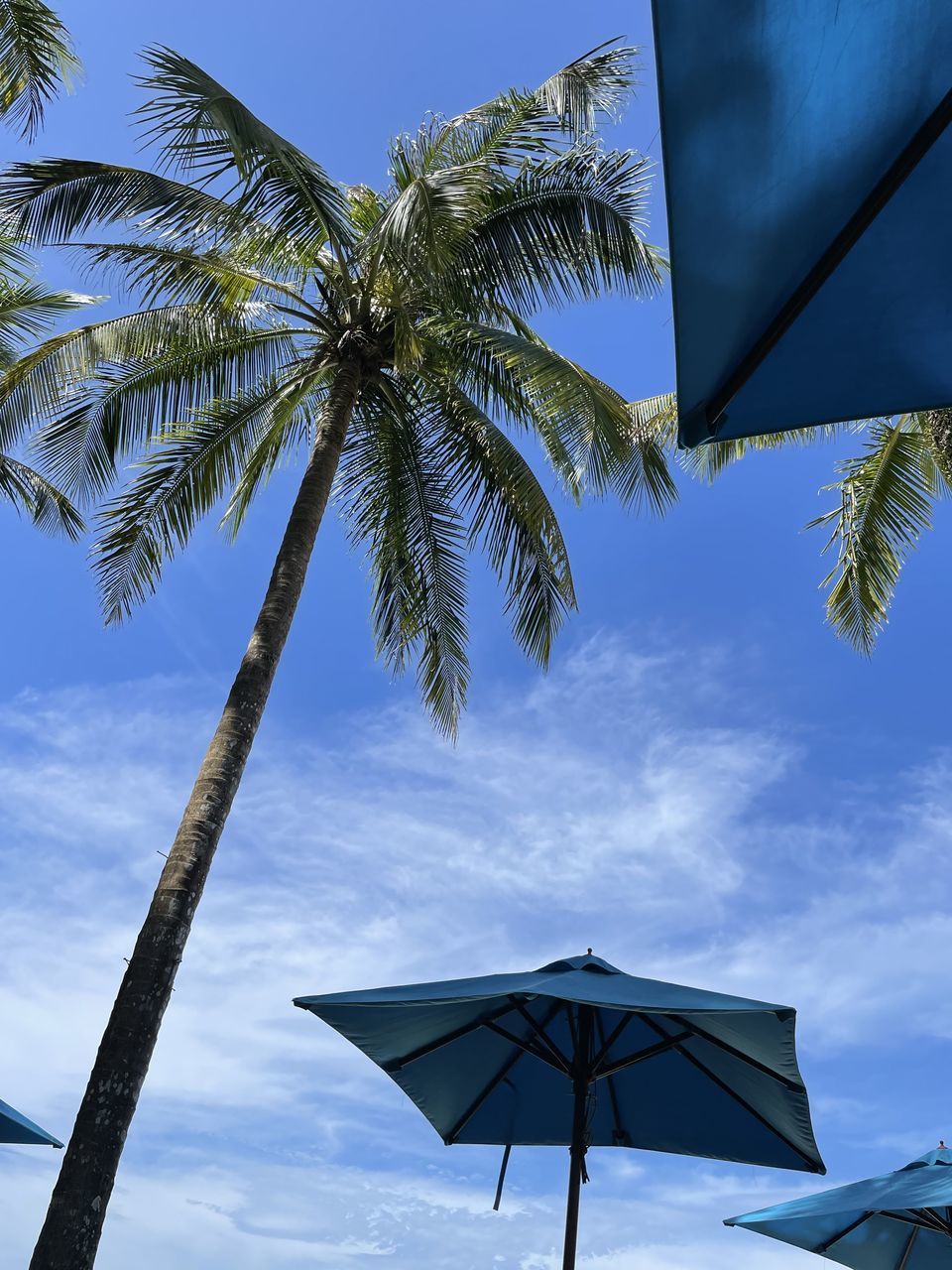 palm tree, sky, tropical climate, wind, tree, blue, nature, low angle view, plant, cloud, no people, day, outdoors, leaf, environment, coconut palm tree, architecture, sunlight, directly below, tropical tree