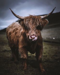 Portrait of a highland cow on field