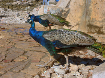 Close-up of peacock on rock