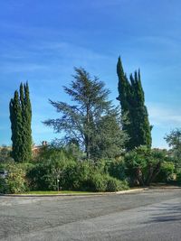 Trees on landscape against blue sky