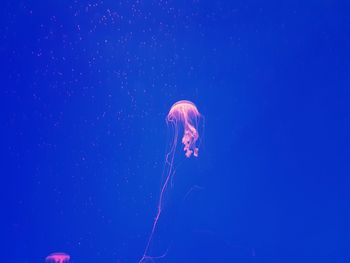 Jellyfish swimming in sea