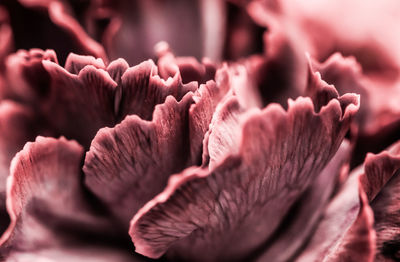 Macro shot of pink flowering plant