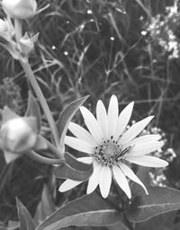 Close-up of flowers blooming outdoors