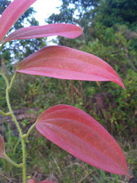 Close-up of pink flowering plant on land