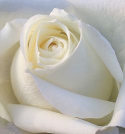 Extreme close-up of white rose