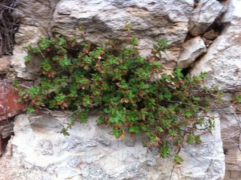 Close-up of ivy growing on tree