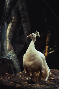 Close-up of bird perching on a land