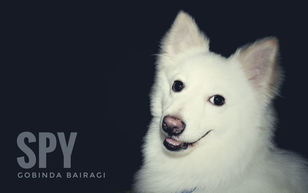 CLOSE-UP PORTRAIT OF WHITE DOG