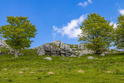 Trees on field against sky