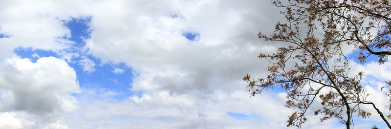 Low angle view of bare tree against sky