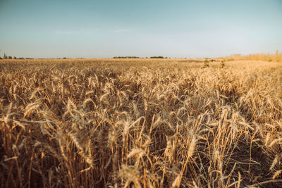 Scenic view of wheat field against sky