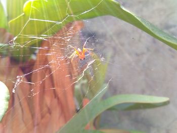 Close-up of spider on web