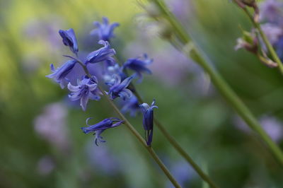 Close-up of purple flowering plant