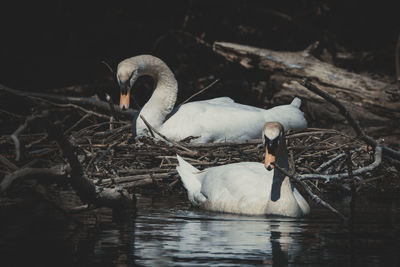 Swan swimming in lake