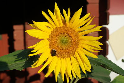 Close-up of sunflower