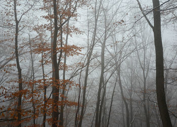 Bare trees in forest during winter