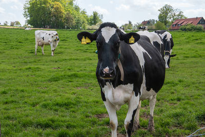 Cows standing in a field