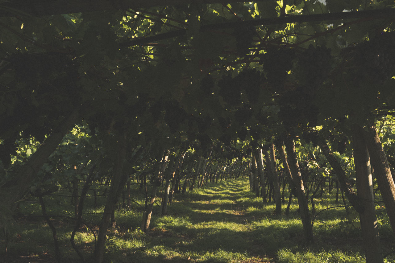 TREES AND PLANTS IN FOREST