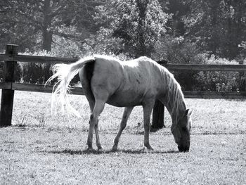 Horse standing on field