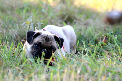 Close-up of pug lying on grass