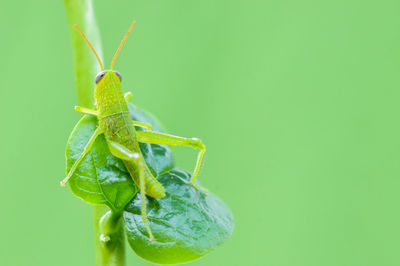 Close-up of insect on leaf