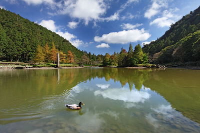 Swans swimming on lake against sky