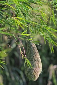 Close-up of fruit growing on tree