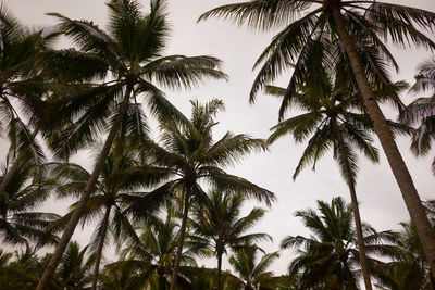 Low angle view of palm trees against sky