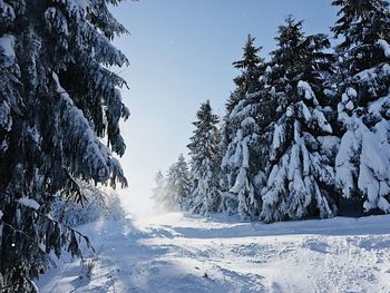 Frozen trees on snow covered landscape