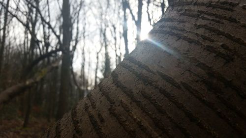 View of tree trunk