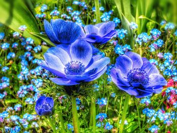 Close-up of purple flowers blooming