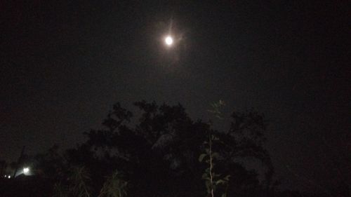 Low angle view of silhouette trees against sky at night