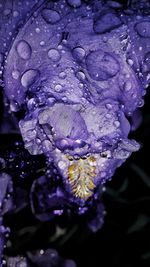 Close-up of a turtle on man