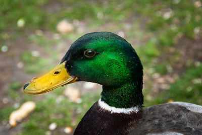 Close-up of a bird