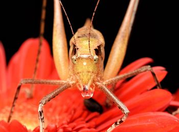 Close-up of insect on flower