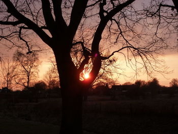 Silhouette of trees at sunset