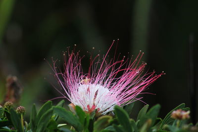 Close-up of flower growing outdoors