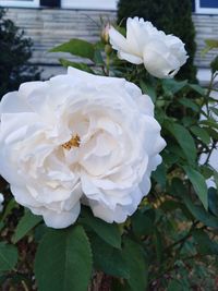 Close-up of white rose